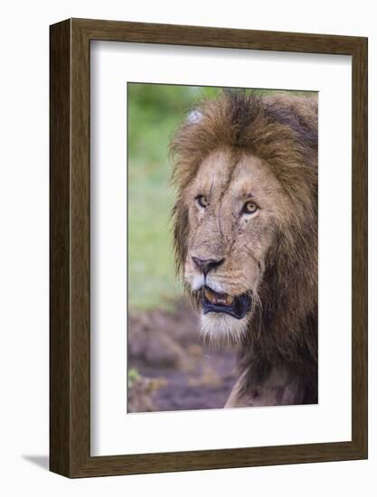 Africa. Tanzania. African Lion at Ngorongoro crater in the Ngorongoro Conservation Area.-Ralph H. Bendjebar-Framed Photographic Print