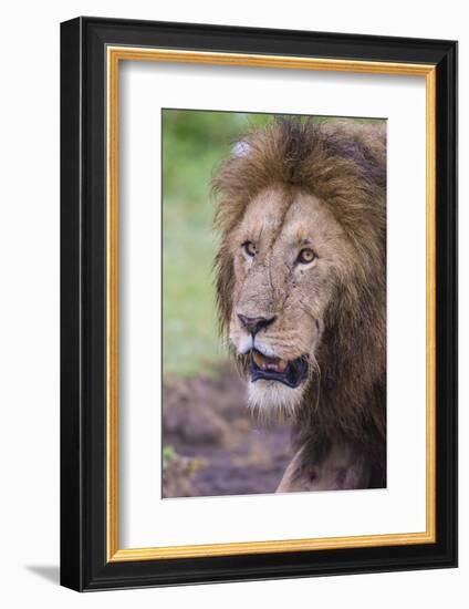 Africa. Tanzania. African Lion at Ngorongoro crater in the Ngorongoro Conservation Area.-Ralph H. Bendjebar-Framed Photographic Print