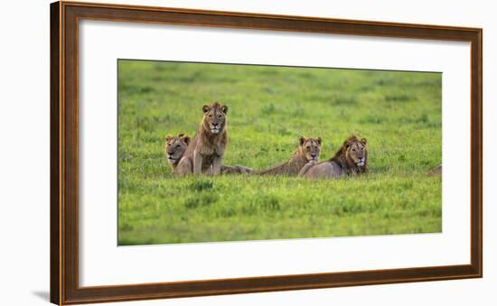 Africa. Tanzania. African Lion at Ngorongoro crater in the Ngorongoro Conservation Area.-Ralph H. Bendjebar-Framed Photographic Print