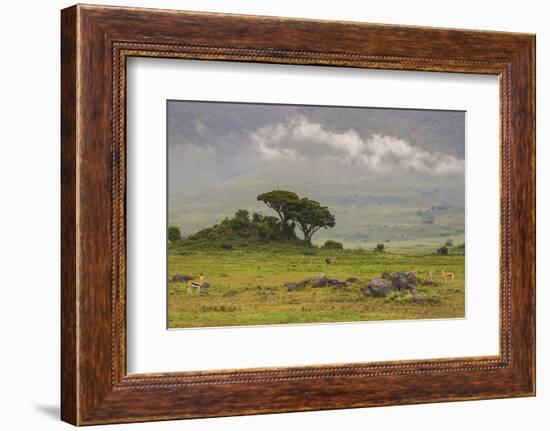 Africa. Tanzania. African Lion at Ngorongoro crater in the Ngorongoro Conservation Area.-Ralph H. Bendjebar-Framed Photographic Print