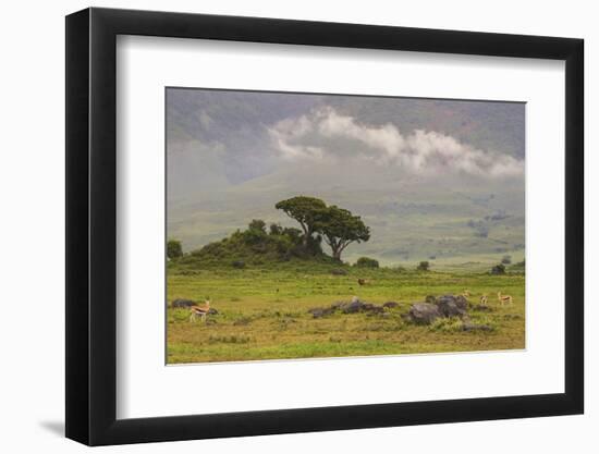 Africa. Tanzania. African Lion at Ngorongoro crater in the Ngorongoro Conservation Area.-Ralph H. Bendjebar-Framed Photographic Print