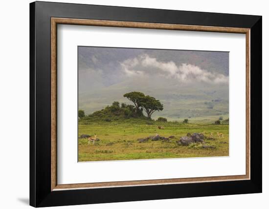 Africa. Tanzania. African Lion at Ngorongoro crater in the Ngorongoro Conservation Area.-Ralph H. Bendjebar-Framed Photographic Print