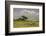 Africa. Tanzania. African Lion at Ngorongoro crater in the Ngorongoro Conservation Area.-Ralph H. Bendjebar-Framed Photographic Print