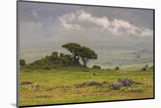 Africa. Tanzania. African Lion at Ngorongoro crater in the Ngorongoro Conservation Area.-Ralph H. Bendjebar-Mounted Photographic Print