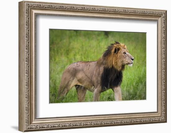 Africa. Tanzania. African Lion at Tarangire National Park.-Ralph H. Bendjebar-Framed Photographic Print