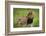 Africa. Tanzania. African Lion at Tarangire National Park.-Ralph H. Bendjebar-Framed Photographic Print