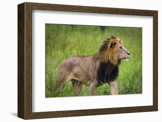 Africa. Tanzania. African Lion at Tarangire National Park.-Ralph H. Bendjebar-Framed Photographic Print