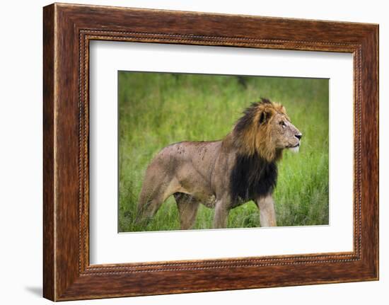 Africa. Tanzania. African Lion at Tarangire National Park.-Ralph H. Bendjebar-Framed Photographic Print