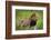 Africa. Tanzania. African Lion at Tarangire National Park.-Ralph H. Bendjebar-Framed Photographic Print