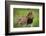 Africa. Tanzania. African Lion at Tarangire National Park.-Ralph H. Bendjebar-Framed Photographic Print