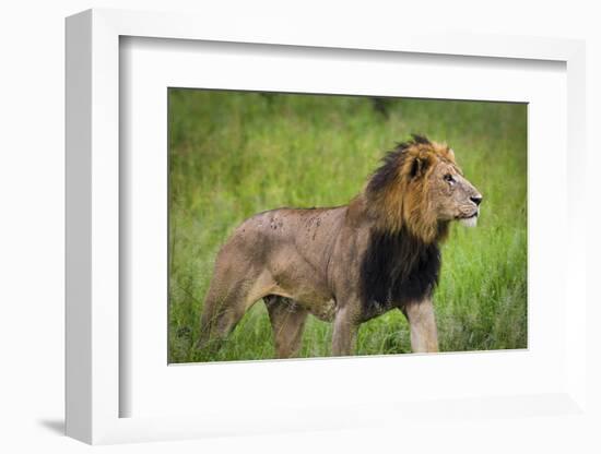 Africa. Tanzania. African Lion at Tarangire National Park.-Ralph H. Bendjebar-Framed Photographic Print