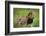 Africa. Tanzania. African Lion at Tarangire National Park.-Ralph H. Bendjebar-Framed Photographic Print