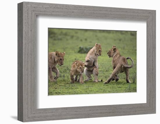Africa. Tanzania. African lion cubs mock fighting at Ndutu, Serengeti National Park.-Ralph H. Bendjebar-Framed Photographic Print
