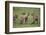 Africa. Tanzania. African lion cubs mock fighting at Ndutu, Serengeti National Park.-Ralph H. Bendjebar-Framed Photographic Print