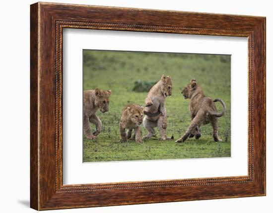 Africa. Tanzania. African lion cubs mock fighting at Ndutu, Serengeti National Park.-Ralph H. Bendjebar-Framed Photographic Print