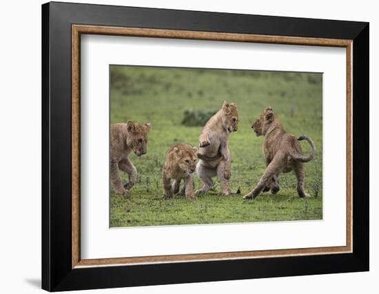 Africa. Tanzania. African lion cubs mock fighting at Ndutu, Serengeti National Park.-Ralph H. Bendjebar-Framed Photographic Print