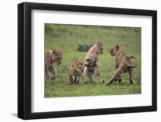 Africa. Tanzania. African lion cubs mock fighting at Ndutu, Serengeti National Park.-Ralph H. Bendjebar-Framed Photographic Print