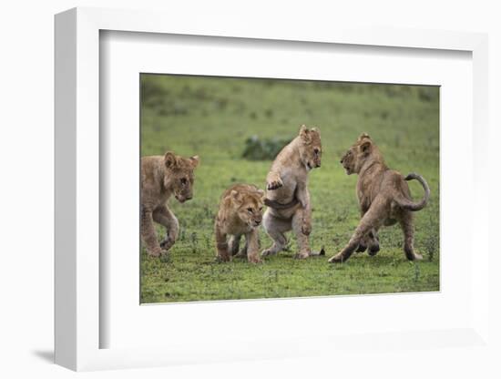 Africa. Tanzania. African lion cubs mock fighting at Ndutu, Serengeti National Park.-Ralph H. Bendjebar-Framed Photographic Print