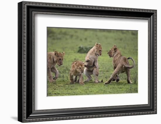 Africa. Tanzania. African lion cubs mock fighting at Ndutu, Serengeti National Park.-Ralph H. Bendjebar-Framed Photographic Print