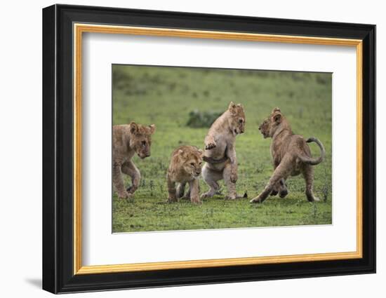 Africa. Tanzania. African lion cubs mock fighting at Ndutu, Serengeti National Park.-Ralph H. Bendjebar-Framed Photographic Print