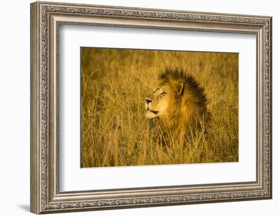 Africa. Tanzania. African lion male Serengeti National Park.-Ralph H. Bendjebar-Framed Photographic Print