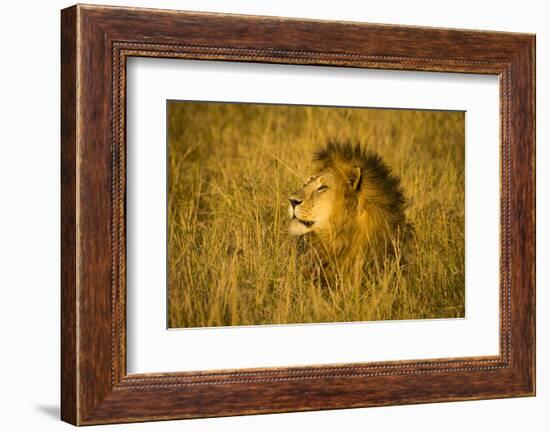 Africa. Tanzania. African lion male Serengeti National Park.-Ralph H. Bendjebar-Framed Photographic Print