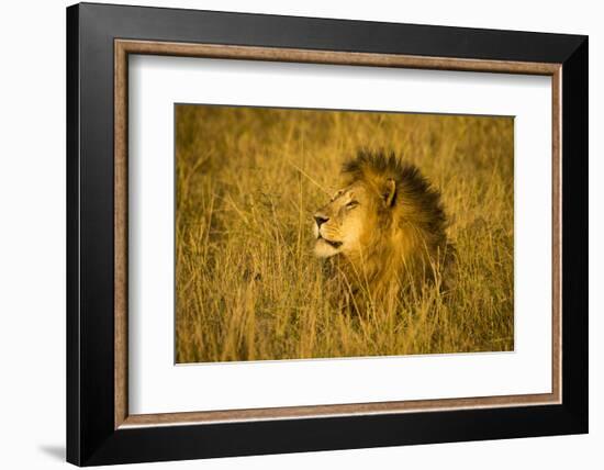 Africa. Tanzania. African lion male Serengeti National Park.-Ralph H. Bendjebar-Framed Photographic Print