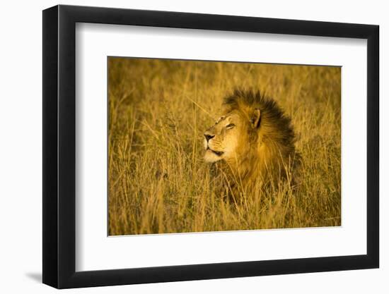 Africa. Tanzania. African lion male Serengeti National Park.-Ralph H. Bendjebar-Framed Photographic Print