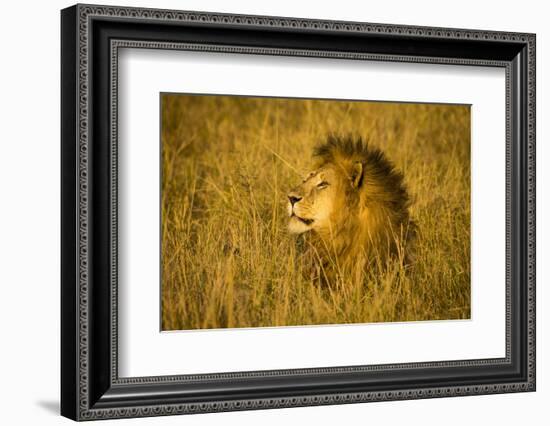 Africa. Tanzania. African lion male Serengeti National Park.-Ralph H. Bendjebar-Framed Photographic Print