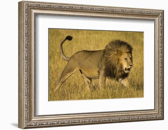 Africa. Tanzania. African lion male Serengeti National Park.-Ralph H. Bendjebar-Framed Photographic Print