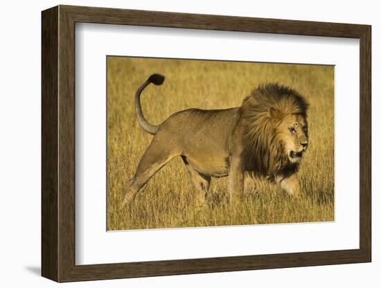 Africa. Tanzania. African lion male Serengeti National Park.-Ralph H. Bendjebar-Framed Photographic Print