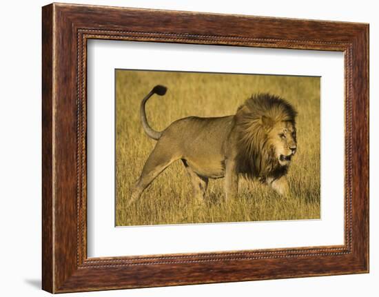 Africa. Tanzania. African lion male Serengeti National Park.-Ralph H. Bendjebar-Framed Photographic Print