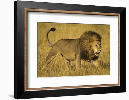 Africa. Tanzania. African lion male Serengeti National Park.-Ralph H. Bendjebar-Framed Photographic Print