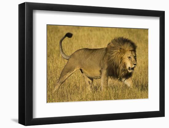 Africa. Tanzania. African lion male Serengeti National Park.-Ralph H. Bendjebar-Framed Photographic Print