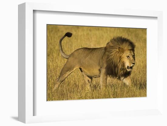 Africa. Tanzania. African lion male Serengeti National Park.-Ralph H. Bendjebar-Framed Photographic Print