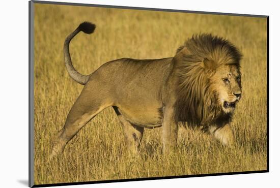 Africa. Tanzania. African lion male Serengeti National Park.-Ralph H. Bendjebar-Mounted Photographic Print
