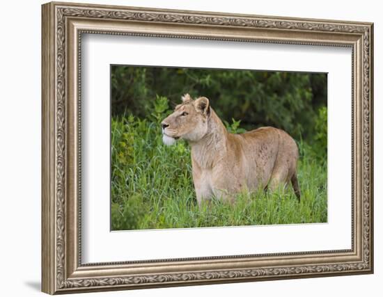 Africa. Tanzania. African lioness at Ngorongoro crater in the Ngorongoro Conservation Area.-Ralph H. Bendjebar-Framed Photographic Print