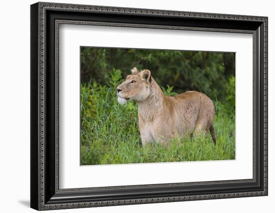 Africa. Tanzania. African lioness at Ngorongoro crater in the Ngorongoro Conservation Area.-Ralph H. Bendjebar-Framed Photographic Print