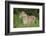 Africa. Tanzania. African lioness at Ngorongoro crater in the Ngorongoro Conservation Area.-Ralph H. Bendjebar-Framed Photographic Print