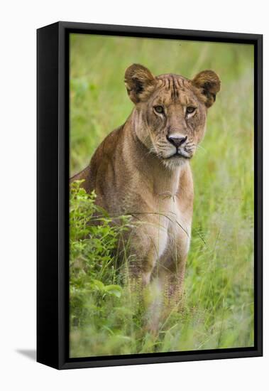 Africa. Tanzania. African lioness at Tarangire National Park.-Ralph H. Bendjebar-Framed Premier Image Canvas