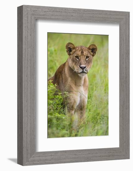 Africa. Tanzania. African lioness at Tarangire National Park.-Ralph H. Bendjebar-Framed Photographic Print