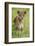 Africa. Tanzania. African lioness at Tarangire National Park.-Ralph H. Bendjebar-Framed Photographic Print