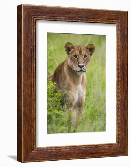 Africa. Tanzania. African lioness at Tarangire National Park.-Ralph H. Bendjebar-Framed Photographic Print