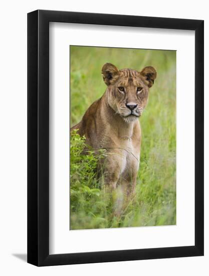 Africa. Tanzania. African lioness at Tarangire National Park.-Ralph H. Bendjebar-Framed Photographic Print