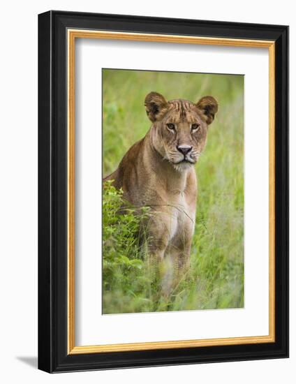 Africa. Tanzania. African lioness at Tarangire National Park.-Ralph H. Bendjebar-Framed Photographic Print