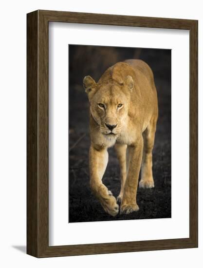 Africa. Tanzania. African lioness Serengeti National Park.-Ralph H^ Bendjebar-Framed Photographic Print