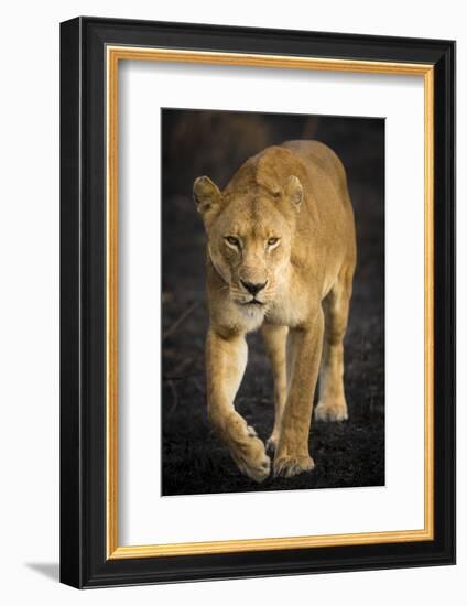 Africa. Tanzania. African lioness Serengeti National Park.-Ralph H^ Bendjebar-Framed Photographic Print