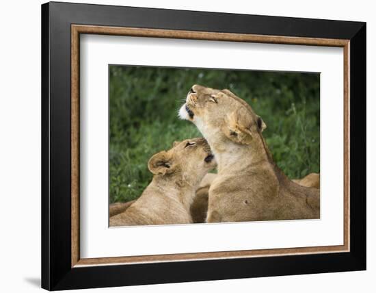 Africa. Tanzania. African lions at Ndutu, Serengeti National Park.-Ralph H. Bendjebar-Framed Photographic Print