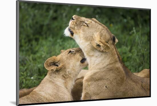 Africa. Tanzania. African lions at Ndutu, Serengeti National Park.-Ralph H. Bendjebar-Mounted Photographic Print