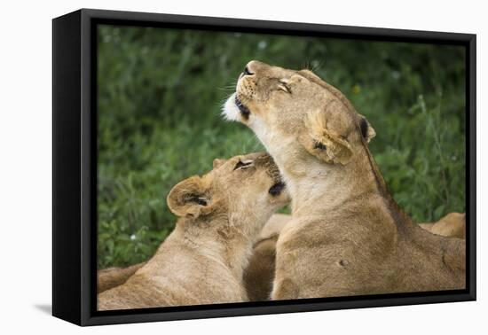 Africa. Tanzania. African lions at Ndutu, Serengeti National Park.-Ralph H. Bendjebar-Framed Premier Image Canvas